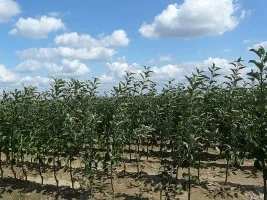Frugttræ planteskole: æbletræer, pærer, blommer, kirsebær, kirsebær, abrikoser, ferskner 02