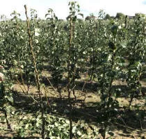 Frugttræ planteskole: æbletræer, pærer, blommer, kirsebær, kirsebær, abrikoser, ferskner 12