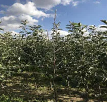 Frugttræ planteskole: æbletræer, pærer, blommer, kirsebær, kirsebær, abrikoser, ferskner 16